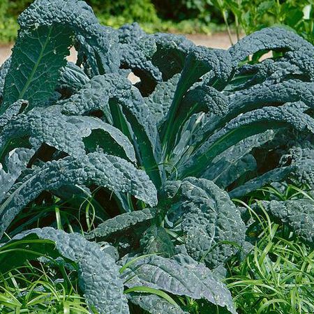 Lacinato, Organic Kale Seed - Packet image number null