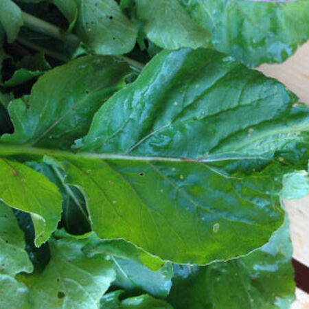 Astro Arugula, Green Seeds - Packet image number null