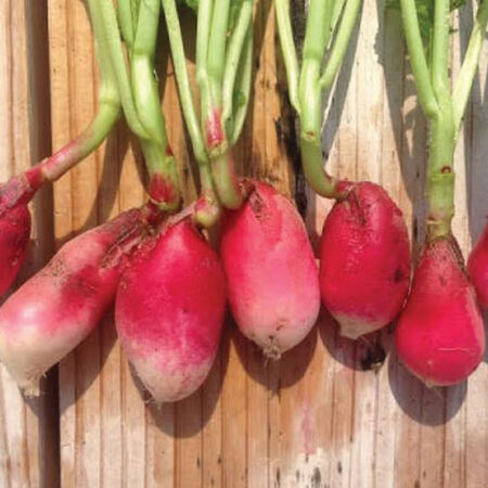 French Breakfast, Radish Seeds - 5 Pounds image number null