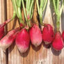 French Breakfast, Radish Seeds - 5 Pounds thumbnail number null