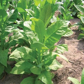Virginia 116, Tobacco Seed
