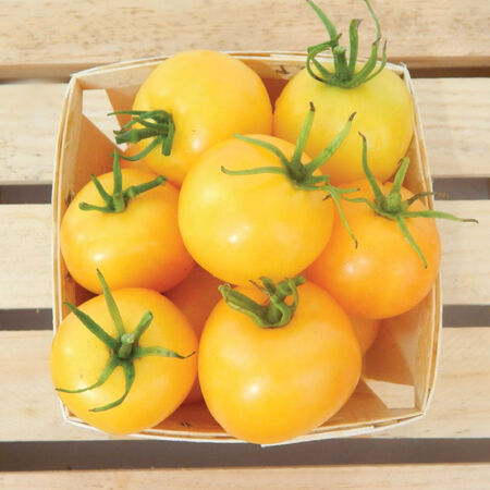 Taxi, Tomato Seeds - Packet image number null