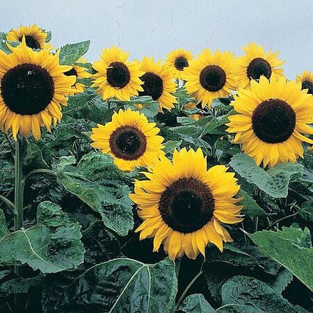 Elite Sun, Sunflower Seeds - 50 Seeds image number null