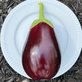 Black Beauty, Eggplant Seeds