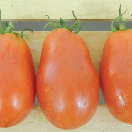 San Marzano, Tomato Seeds - Packet image number null