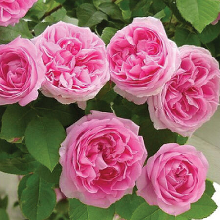 Pink Climbing, Rose Seeds - Packet image number null