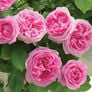 Pink Climbing, Rose Seeds - Packet thumbnail number null