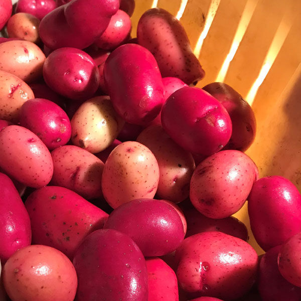 Home & Hobby 5 lbs. Minnesota Grown and Certified Red LaSoda Potato Red