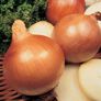 Stuttgarter Yellow, Onion Sets - 1 Pound thumbnail number null