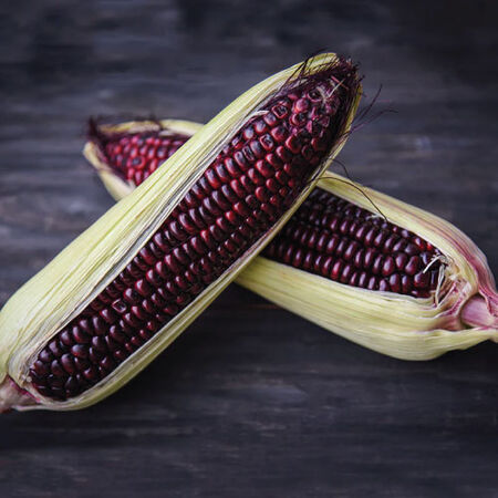 NY Bloody Butcher, Corn Seed - Packet (1 oz.) image number null