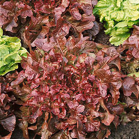 Red Salad Bowl, Lettuce Seeds - Packet image number null