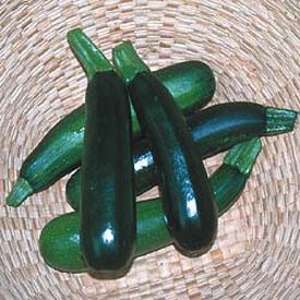 Black Beauty, Zucchini Seeds