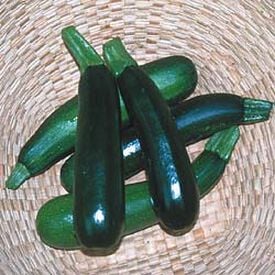 Black Beauty, Zucchini Seeds