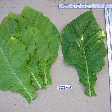 Walkers Broadleaf, Tobacco Seed - Packet image number null