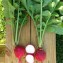 Crimson, Radish Seeds - Packet thumbnail number null