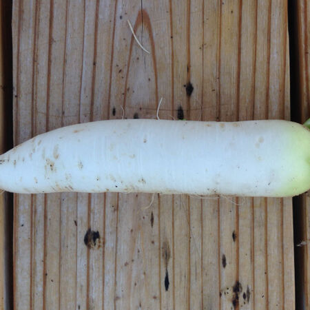 Minowase Daikon, Radish Seeds - Packet image number null