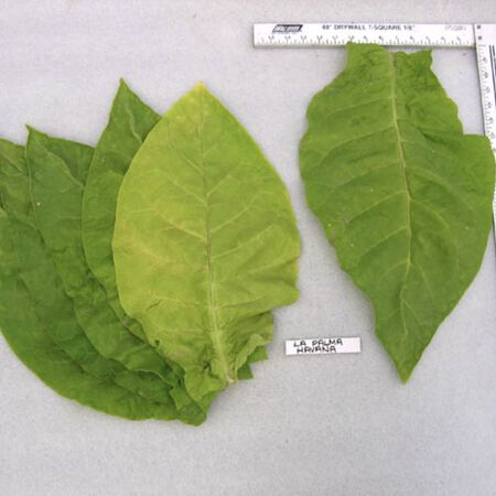 tobacco palma La Palma Havana, Tobacco Seed