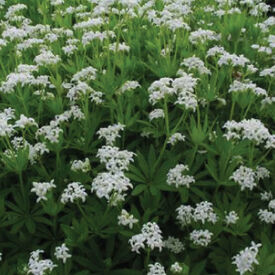 Sweet Woodruff, Galium Odoratum Seeds