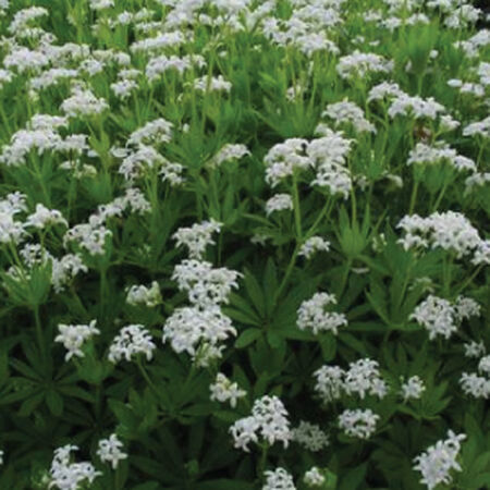 Sweet Woodruff, Galium Odoratum Seeds image number null