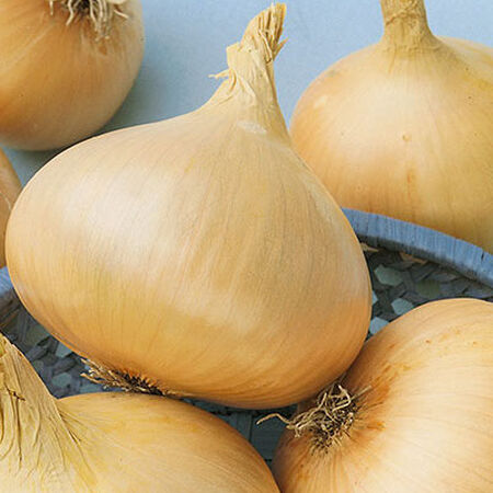 Texas Early Grano, Organic Onion Seeds - Packet image number null