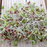 Daikon Radish, Sprout Seeds - 1/4 Pound thumbnail number null