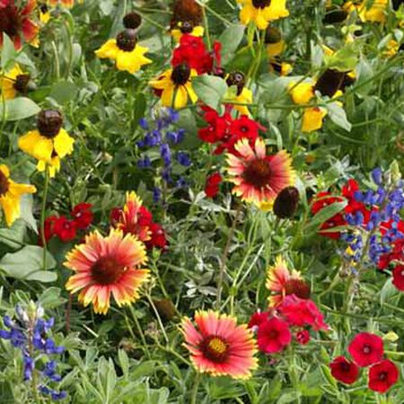 Texas & Oklahoma Value Mix, Wildflower Seeds - 1 Ounce image number null