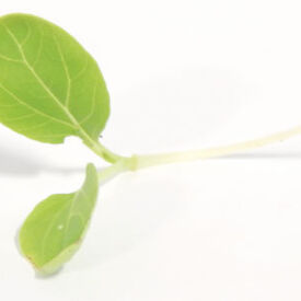 Bok Choy Cabbage, Microgreen Seeds