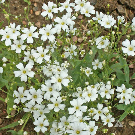 White, Baby's Breath Seeds - Packet image number null