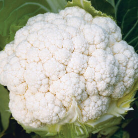 White Magic, (F1) Cauliflower Seeds