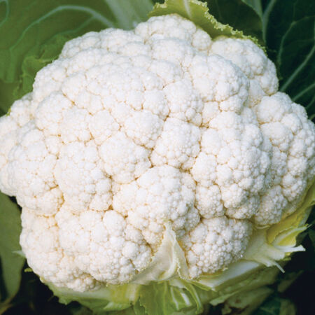 White Magic, (F1) Cauliflower Seeds - Packet image number null