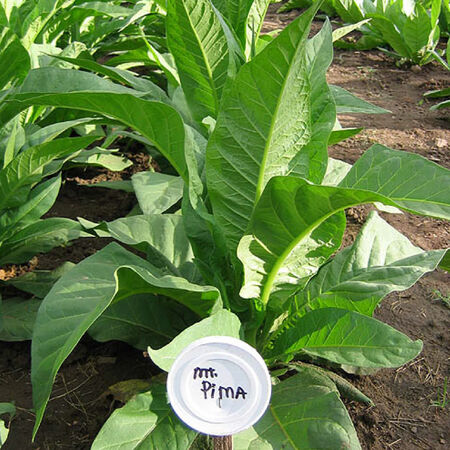 Mount Pima, Tobacco Seed - Packet image number null