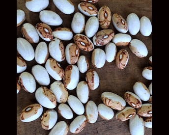 Hidatsa Shield, Bean Seeds