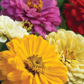 Sunshine Mix, Zinnia Seeds