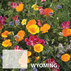 Wyoming Blend, Wildflower Seed