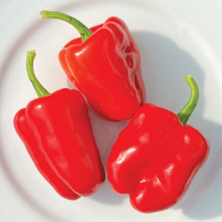 Cajun Belle, Pepper Seeds - Packet image number null