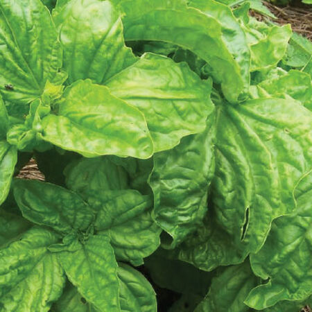 Lettuce Leaf, Basil Seeds - 1/4 Ounce image number null