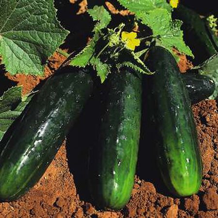 Spacemaster 80, Cucumber Seeds - Packet image number null