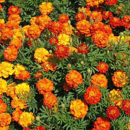Sparky Mix, Marigold Seeds - Packet image number null
