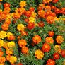 Sparky Mix, Marigold Seeds - Packet thumbnail number null