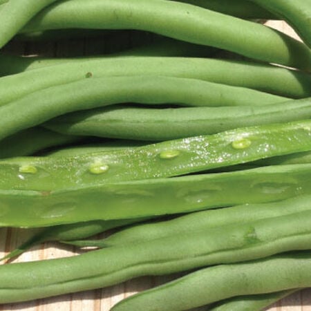 Blue Lake 274 Bush, Bean Seeds - 1 Pound image number null