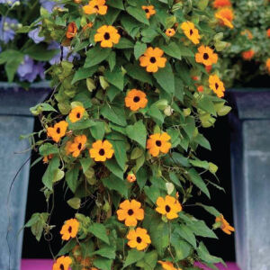 ジャケット・アウター RALEIGH BLACK EYED SUSAN VINE BICOLOR JK Black Eyed Susan Seeds - Vine Mix | Flower Seeds in Packets & Bulk