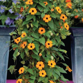 Susie Orange Black Eye Vine, Thunbergia Seeds