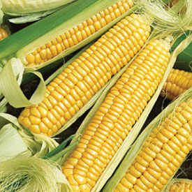 100 Golden Bantam Corn Seeds SEEDS HEIRLOOM SWEET CORN OLD FAVORITE  Non-GMO USA 