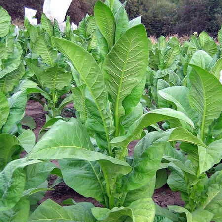 Delhi 34, Tobacco Seed - Packet image number null