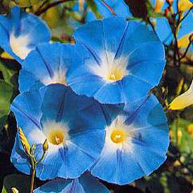 Heavenly Blue, Ipomoea Seeds