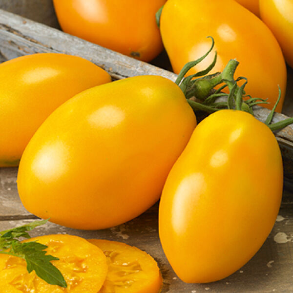 とまとページ Orange Roma, Tomato Seeds | Urban Farmer