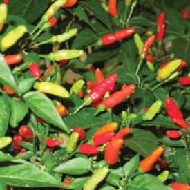 Tabasco, Pepper Seeds