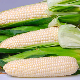 EDEN, (F1) Corn Seed