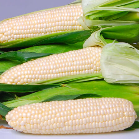 Eden, (F1) Corn Seed - 1 Ounce image number null