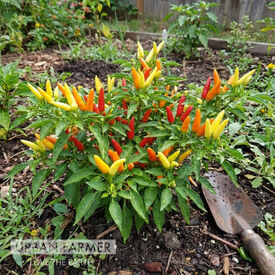 Quickfire, (F1) Pepper Seeds